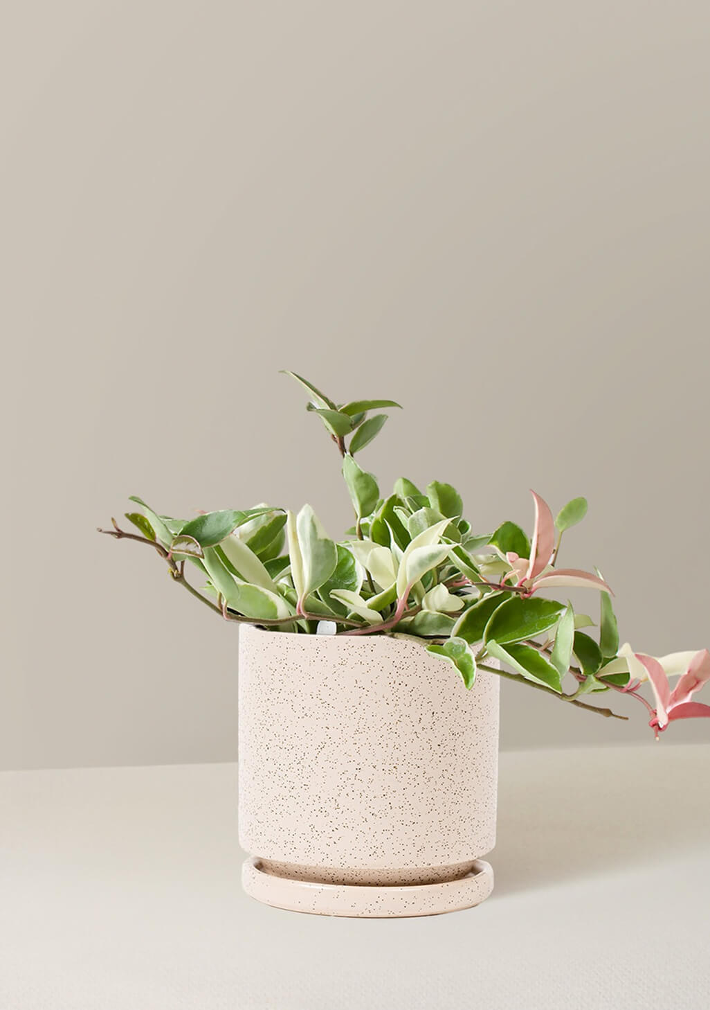 Hoya Carnosa Tricolor