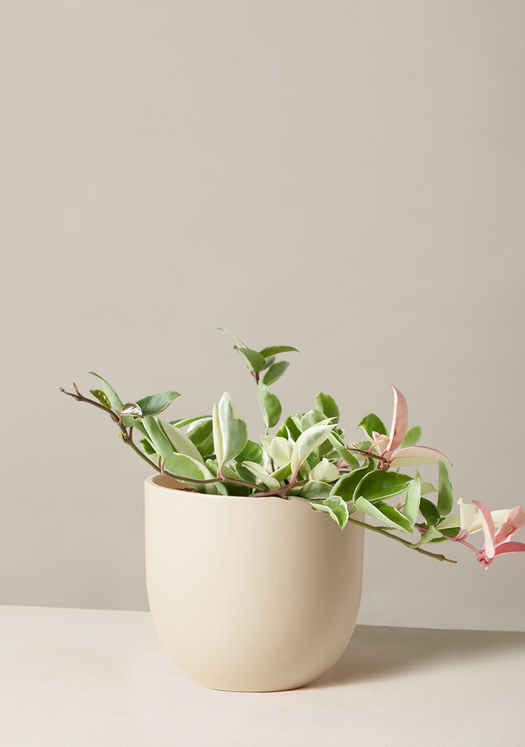 Hoya Carnosa Tricolor