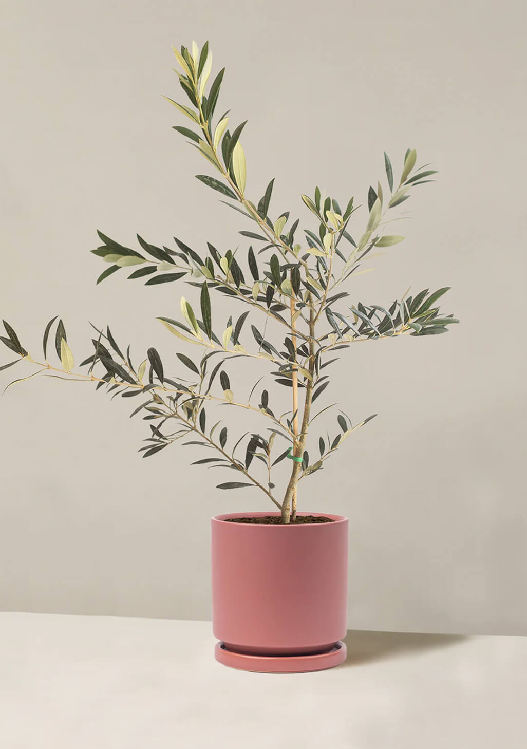 Olive Tree