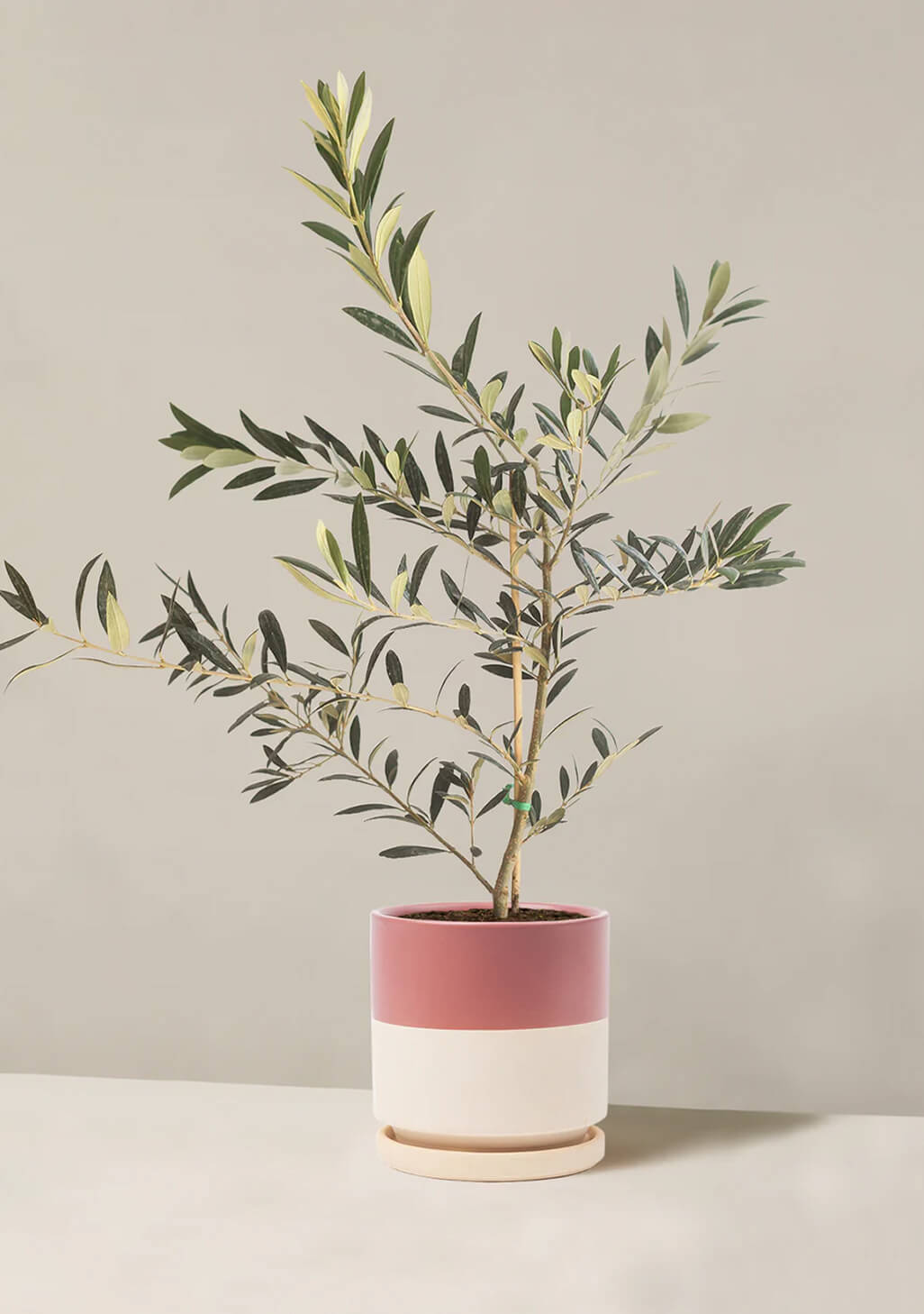 Olive Tree